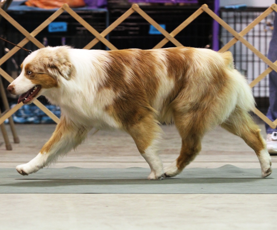 Bambi in Conformation